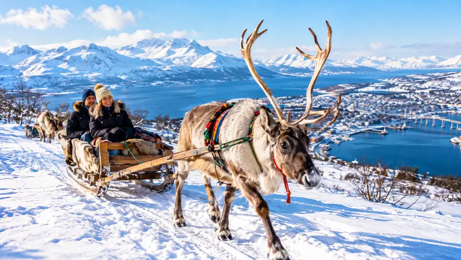 reindeer sledding tromso